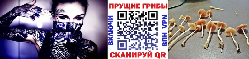 KRAKEN онион  Сим  Галлюциногенные грибы Magic Shrooms 